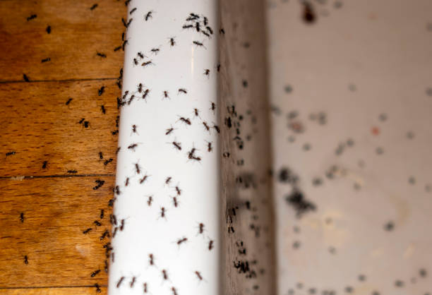 Best Emergency Pest Control  in Shawnee Hills, OH